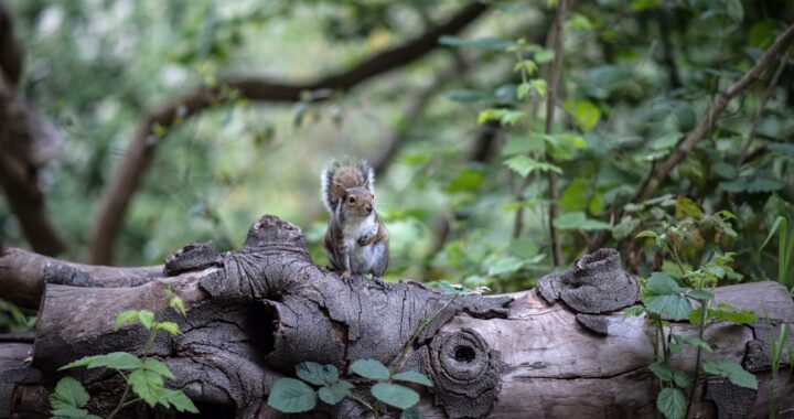 Do Squirrels Eat Meat? Exploring Their Diet