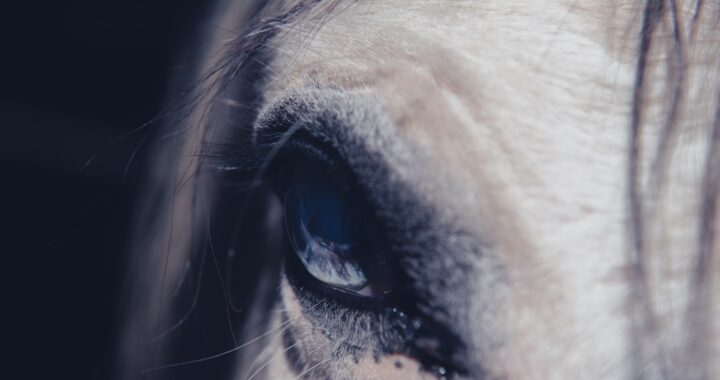 Cremello Horse: The Stunning Beauty of a Rare Coat